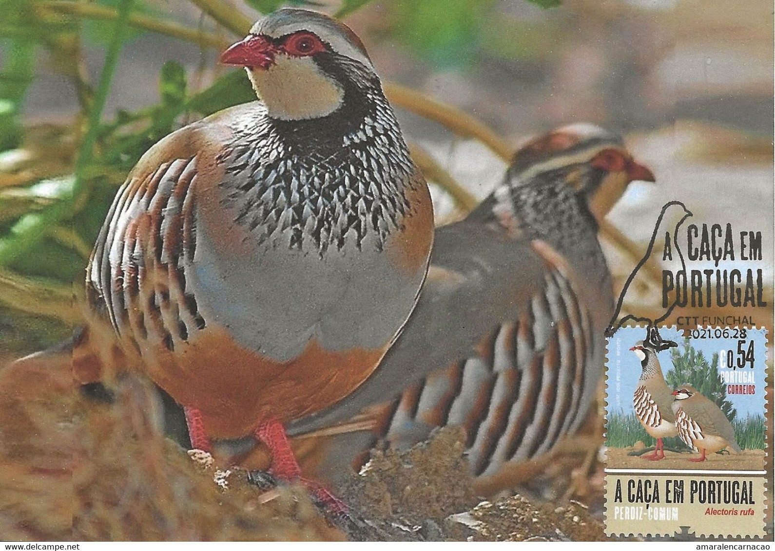 CARTE MAXIMUM- MAXICARD - CARTOLINA MAXIMA- MAXIMUM CARD - PORTUGAL (MADEIRA) - OISEAUX - PERDRIX - Alector Rufa - Perdiz Pardilla & Colín