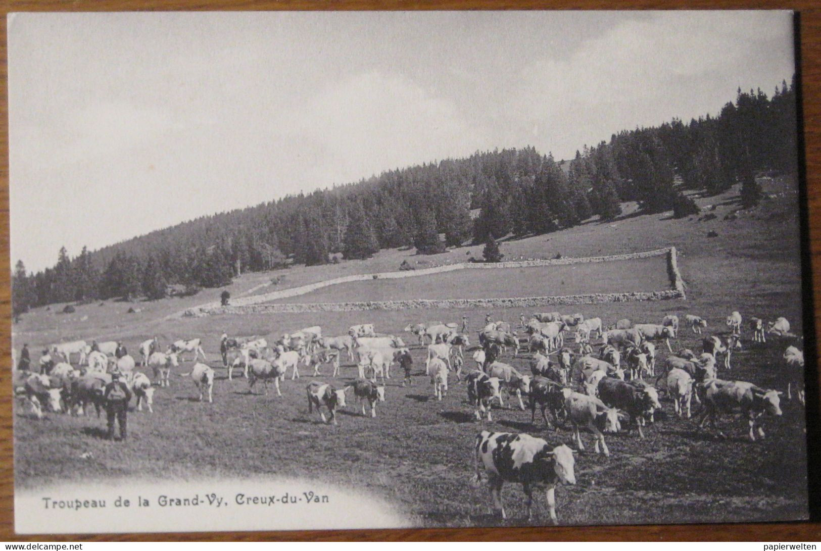 Val-de-Travers (NE) - Troupeau De La Grand-Vy, Creux-du-Van - Val-de-Travers