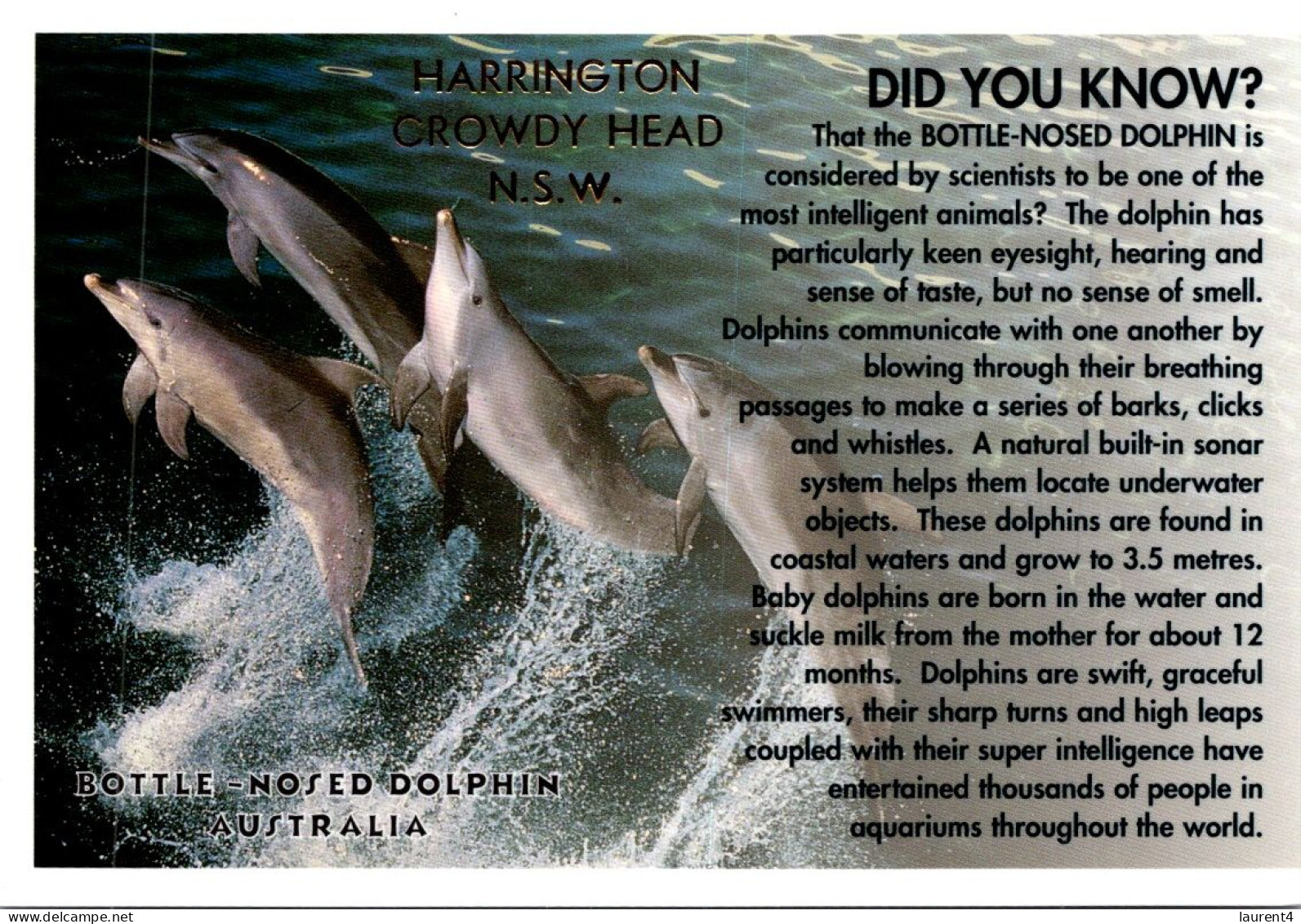 3-12-2023 (1 W 11) Australia - Bottle Nosed Dolphin - Delfines