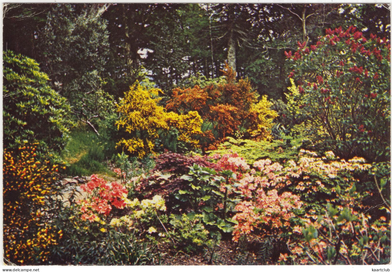 Interewe Gardens, Wester Ross - Azaleas - (Scotland) - Ross & Cromarty