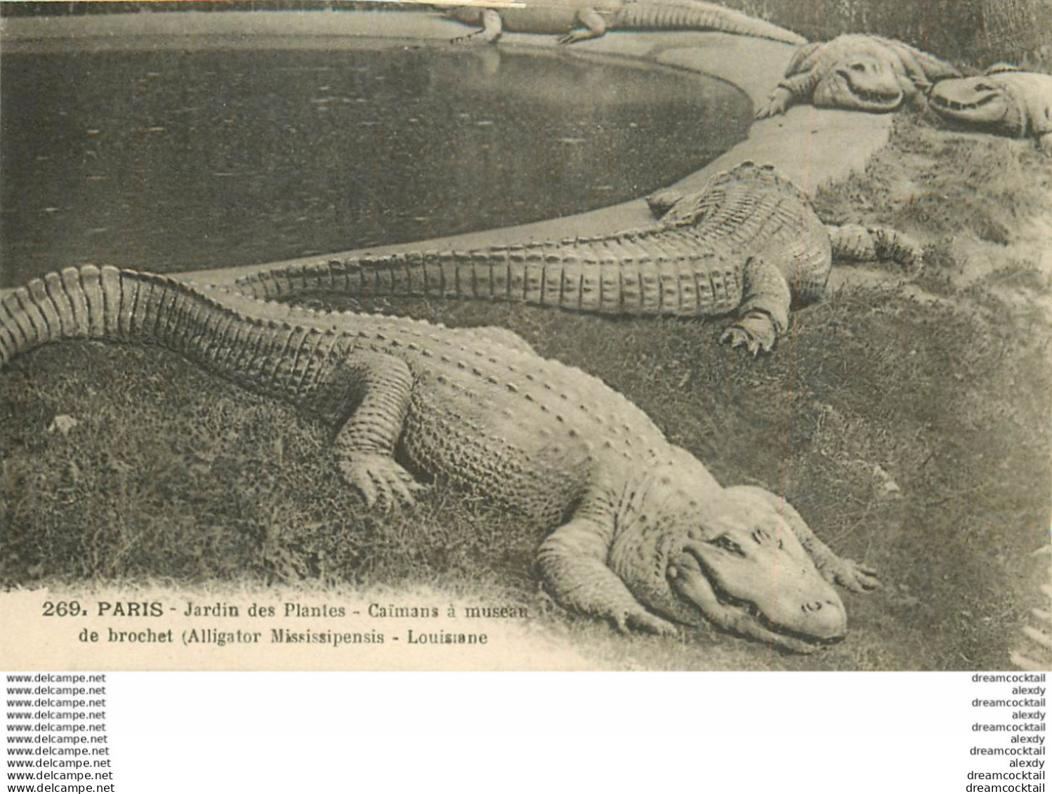 WW PARIS Zoo Du Jardin Des Plantes Museum D'Histoire Naturelle. Caïman à Museau De Brochet Alligator - Zebra's