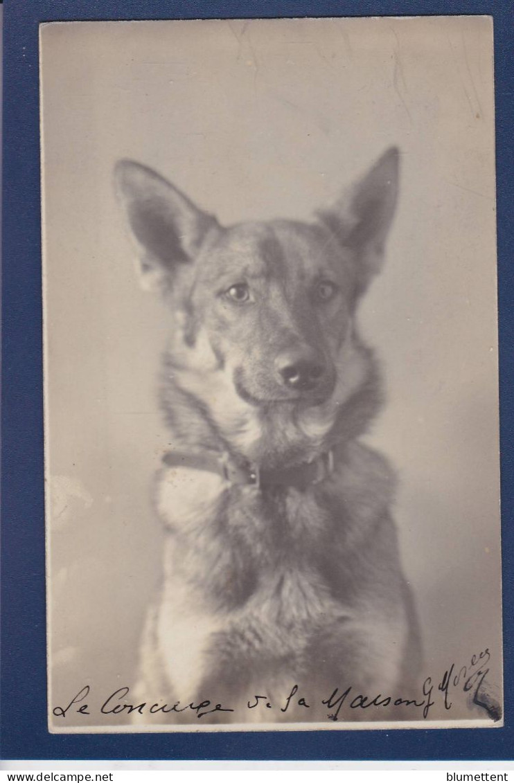 CPA 1 Euro Chien Berger Allemand Dog écrite Prix De Départ 1 Euro Carte Photo - Honden