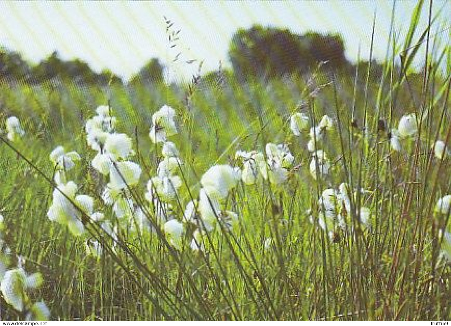 AK 184145 GERMANY - Hiddensee - Pflanzenwelt - Schmalblättriges Wollgras - Hiddensee