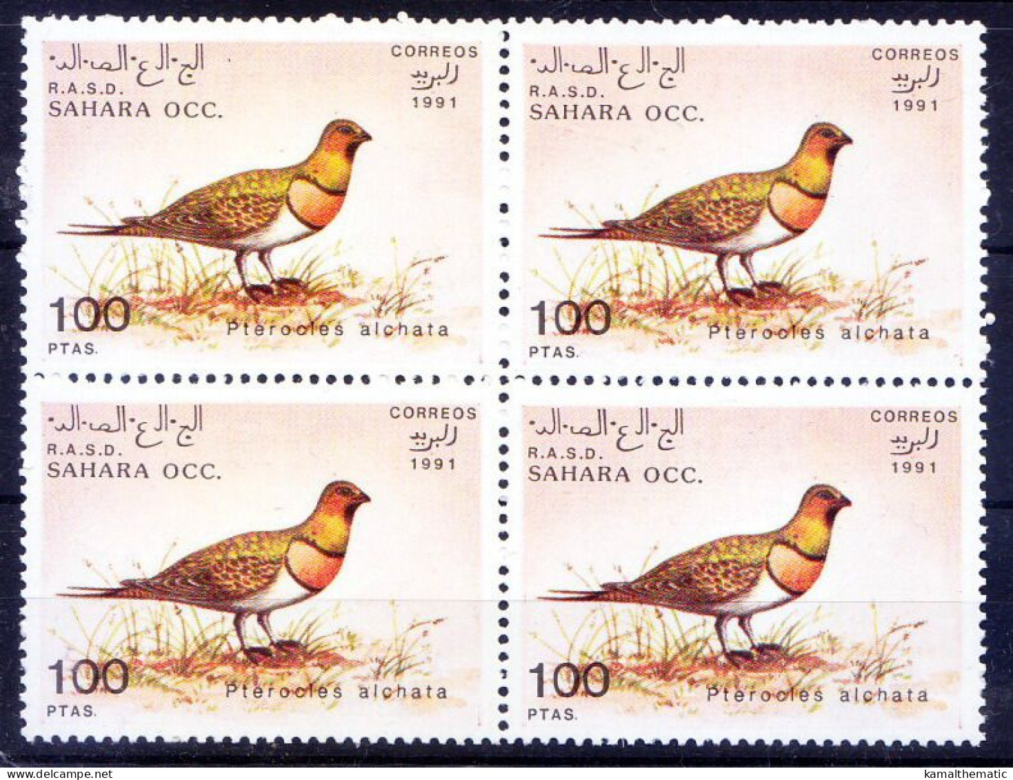 Sahara Occidental 1991 MNH Blk, Pin-tailed Sandgrouse, Birds - Vignettes De Fantaisie