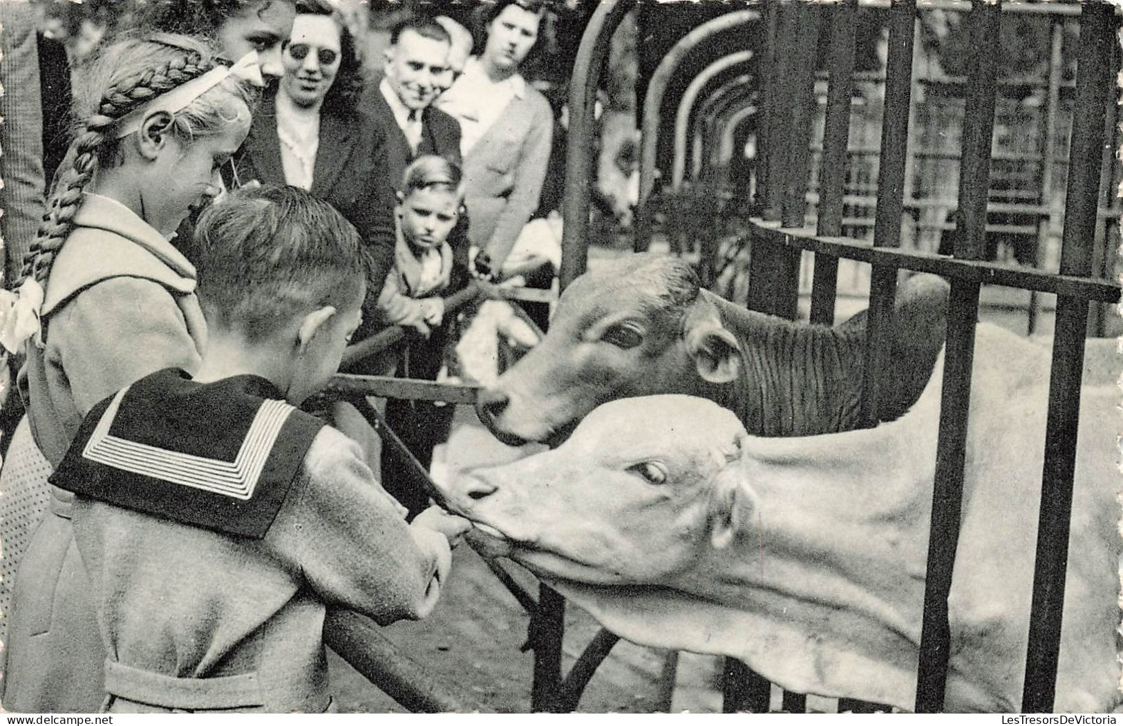 BELGIQUE - Jardin Zoologique D'Anvers - Zebu - Animé - Enfants - Carte Postale - Antwerpen