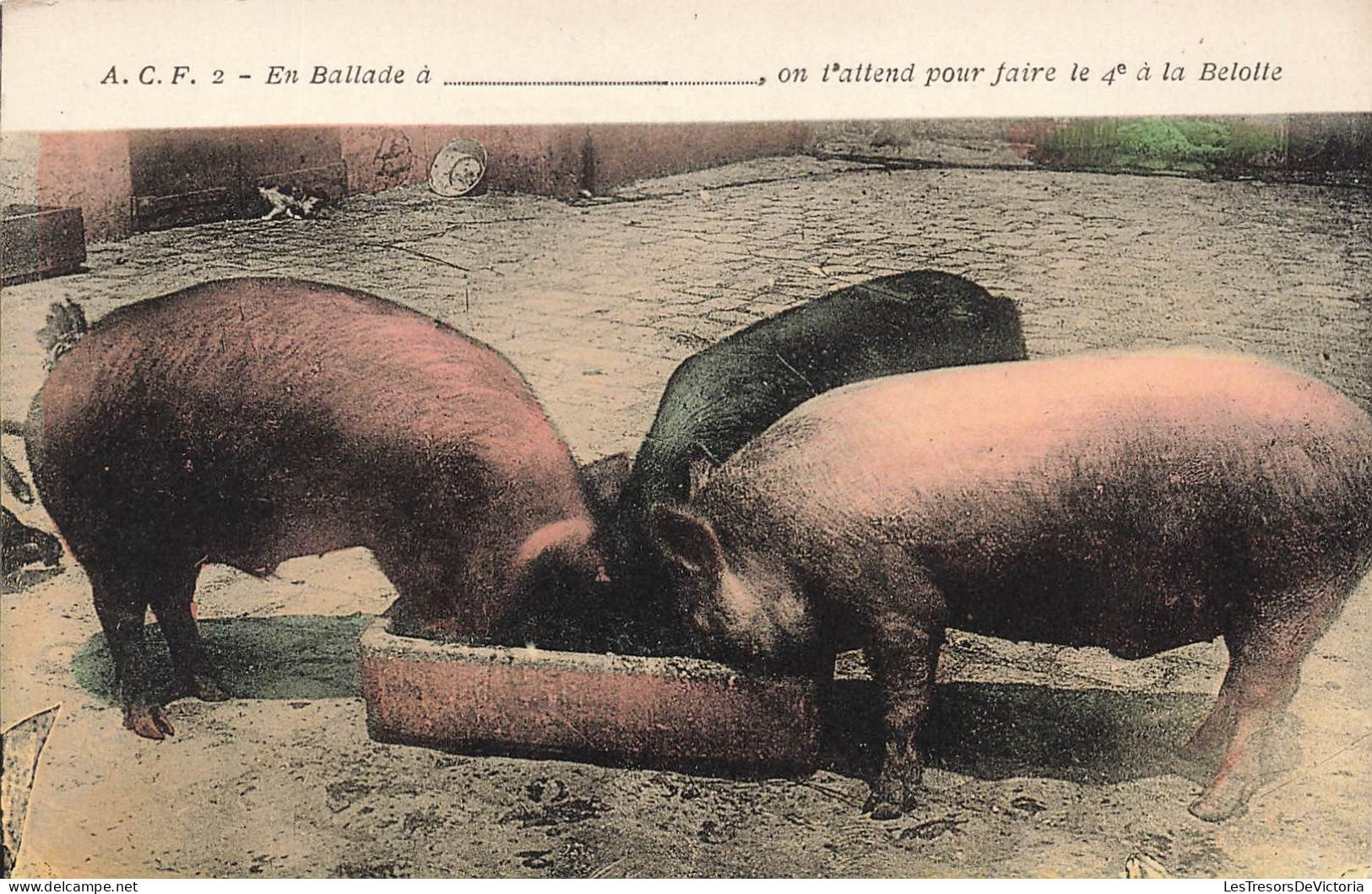 ANIMAUX - Des Cochons Mangeant Dans Le Mangeoire - Colorisé - Carte Postale Ancienne - Pigs