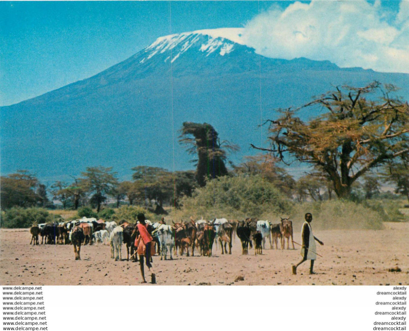 (MI) Photo Cpsm Cpm Afrique. KENYA. Masai Herdsmen With Kilimanjaro - Kenya