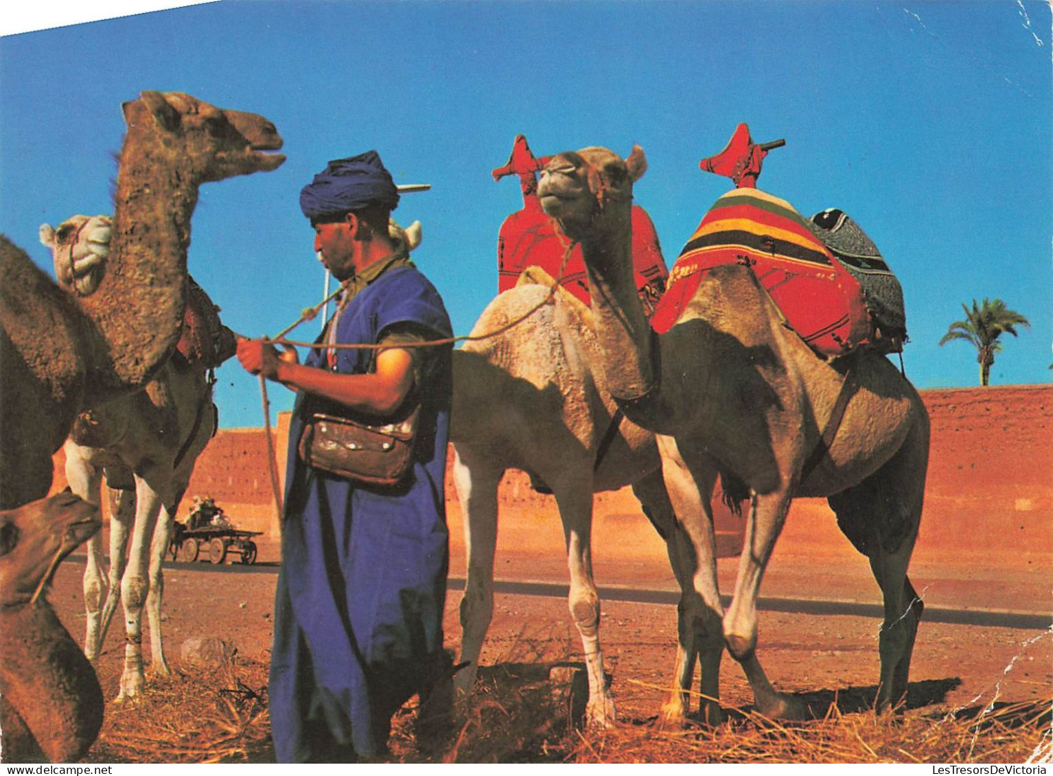 MAROC - Marrakech - Prêt Pour Une  Promenade - Carte Postale Récente - Marrakesh