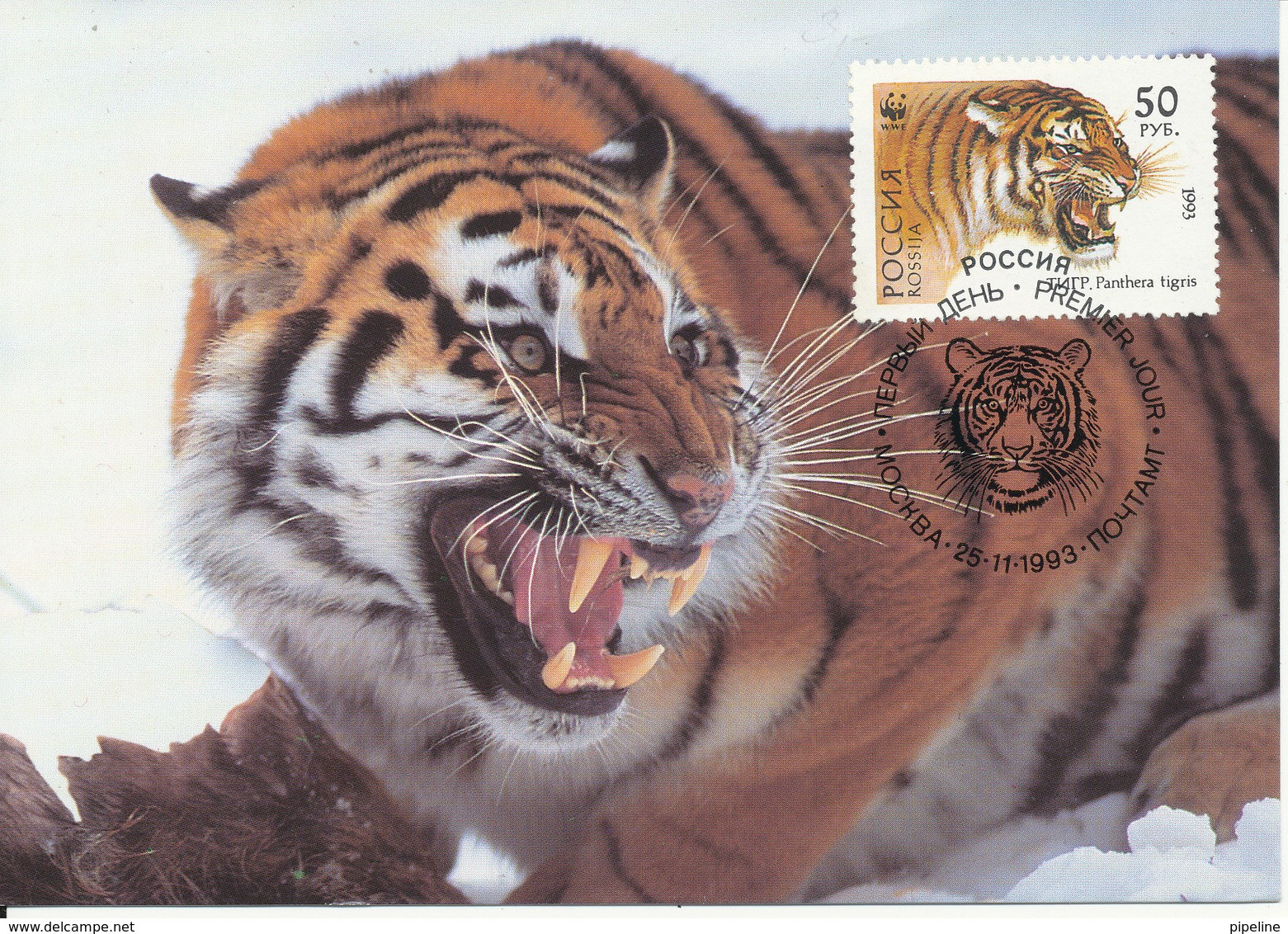 Russia Maximum Card 25-11-1993 Sibirian Tiger - Cartoline Maximum