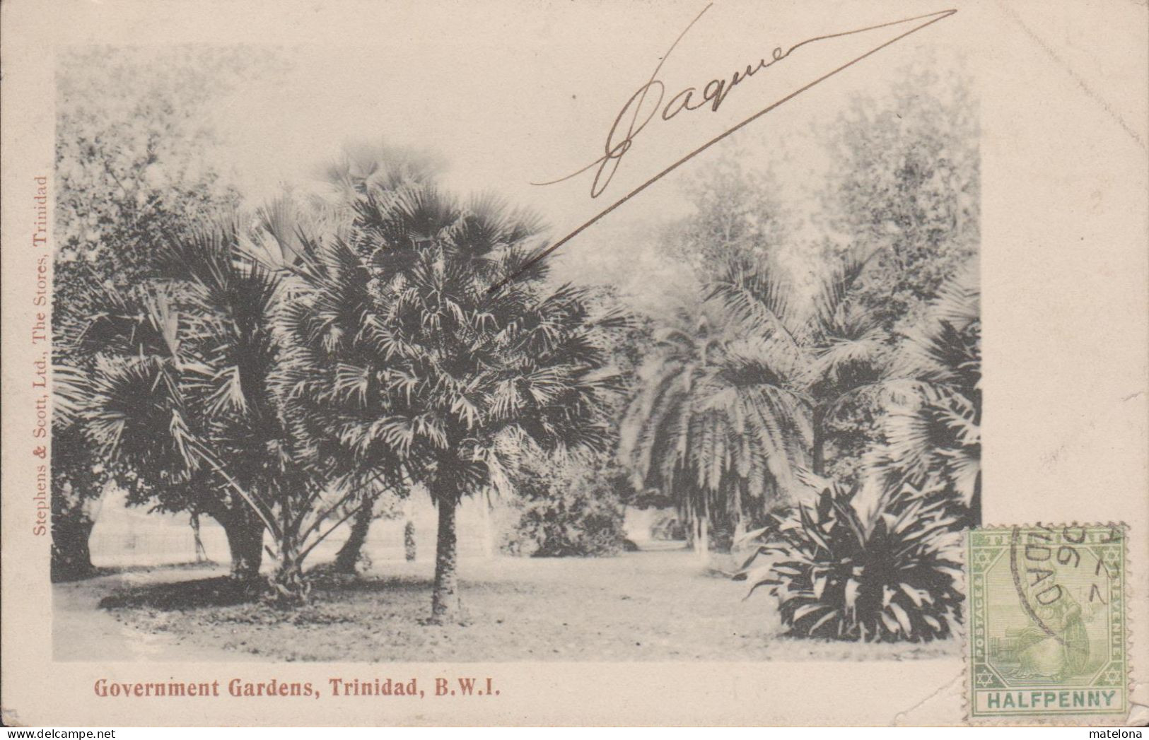 ANTILLES TRINIDAD B. W. I.  GOVERNMENT GARDENS   PRECURSEUR - Trinidad