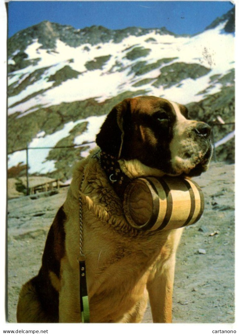 CHIEN - SUISSE 1973 Affr. Seul Sur Carte Postale Pour La France LE GRAND ST BERNARD (cachets + Carte Postale) - Honden