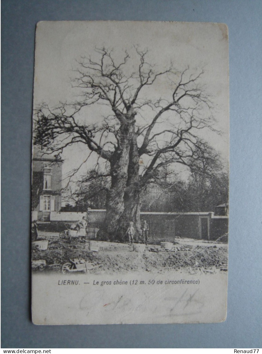 LIERNU - Le Gros Chêne (12 M. 50 De Circonférence) - Eghezée