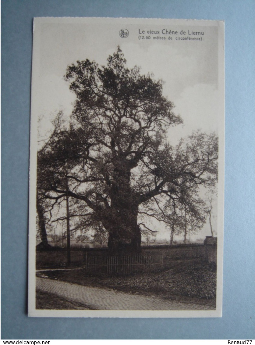 Le Vieux Chêne De Liernu (12,50 Mètres De Circonférence) - Eghezee