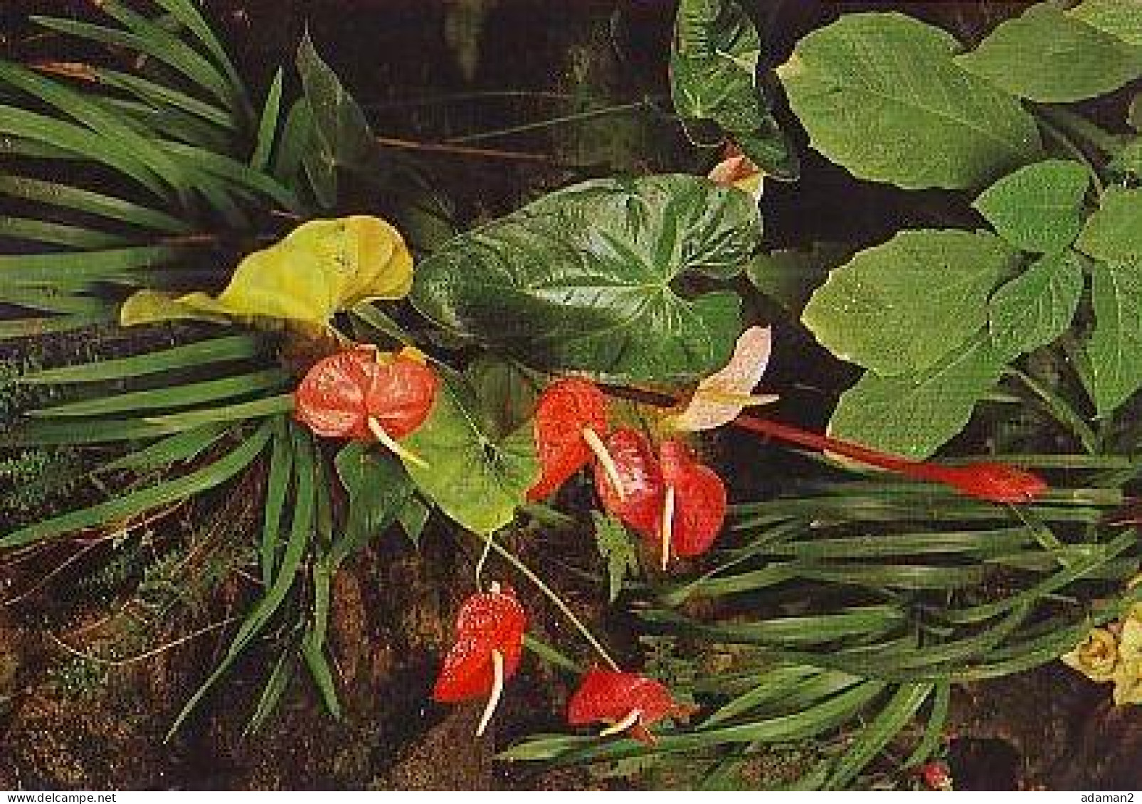 Saint Jacut Les Pins   G22        Tropical Parc. Bouquet D'Anthuriums - Questembert