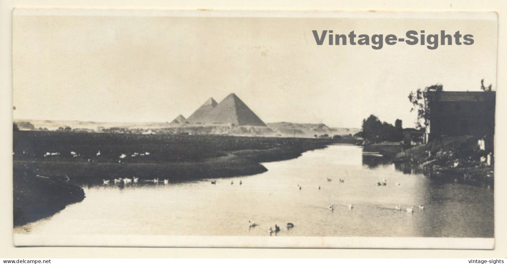 Egypt: Landscape With The Pyramids Of Giza (Vintage RPPC ~1910s/1920s) - Pyramiden