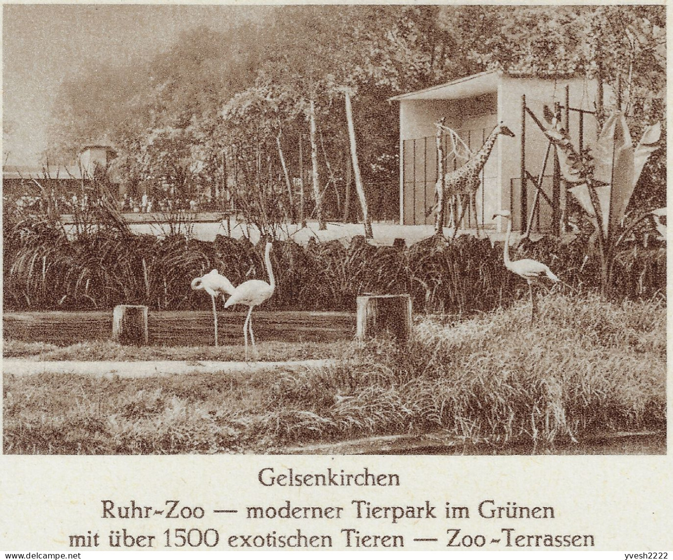 Allemagne 1959 Entier Touristique. Zoo De La Ruhr, Gelsenkirchen. Flamants Et Girafe - Fenicotteri