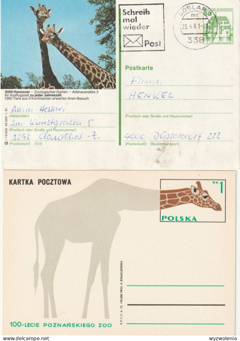 T 818) Giraffen, GSK Zoo Hannover, Zoo Posen Poznan (100 Jahre) - Giraffes