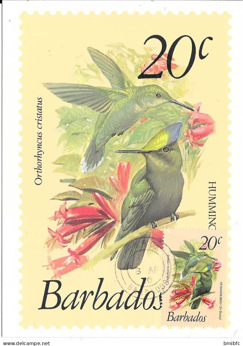 Thème Oiseaux - Barbados - Hummingbird - Colibris - Colibris