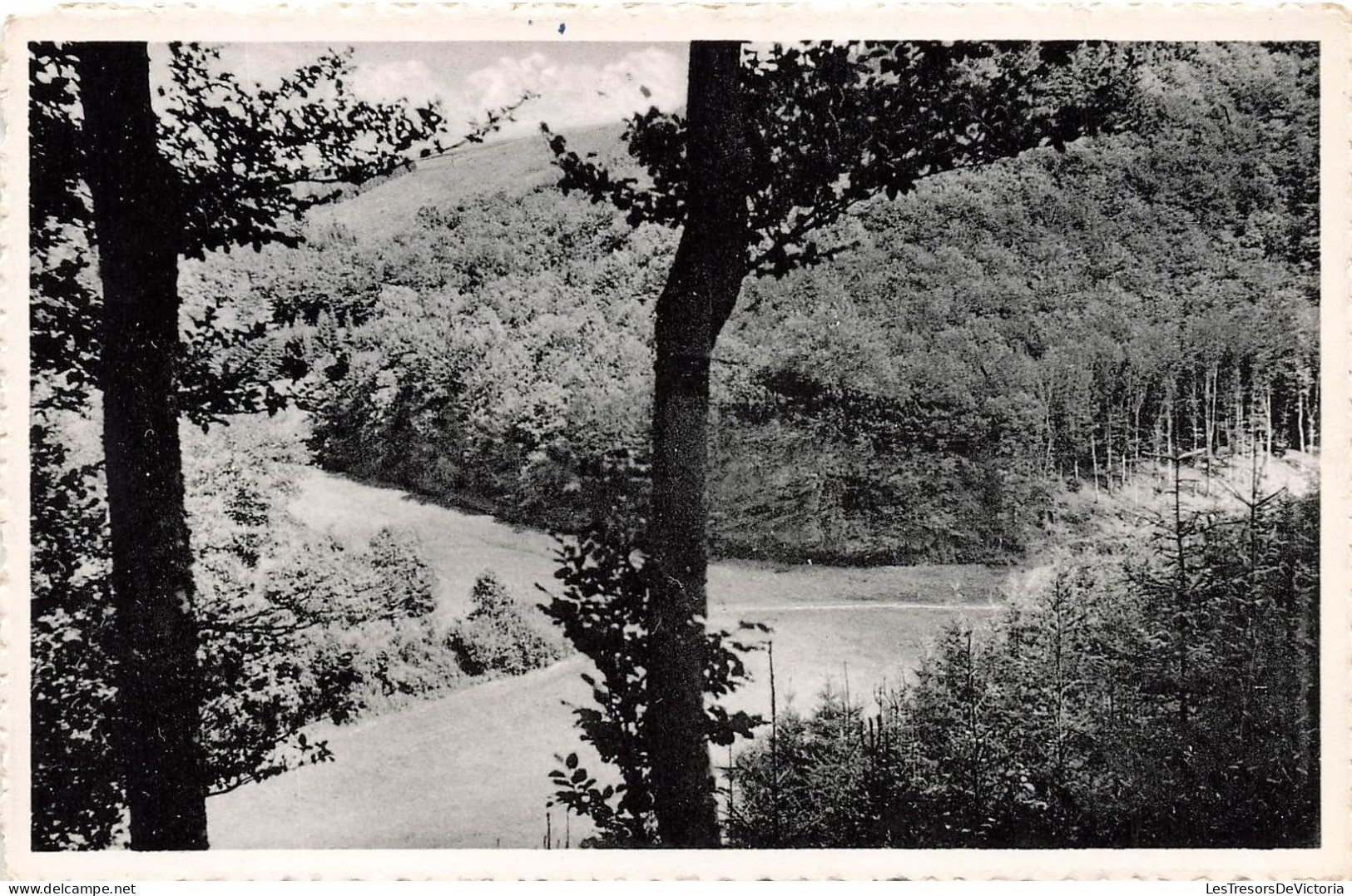 BELGIQUE - Environs De Martelange - Sapinières  - Carte Postale - Martelange