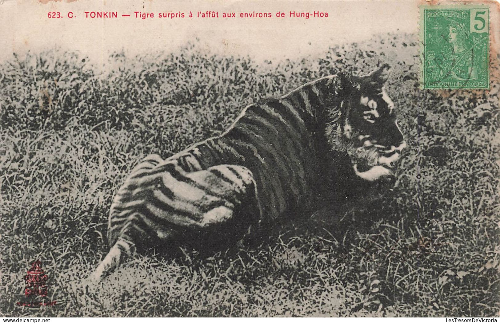 VIETNAM - Tonkin - Tigre Surpris à L'affût Aux Environs De Hung Hoa - Carte Postale Ancienne - Vietnam