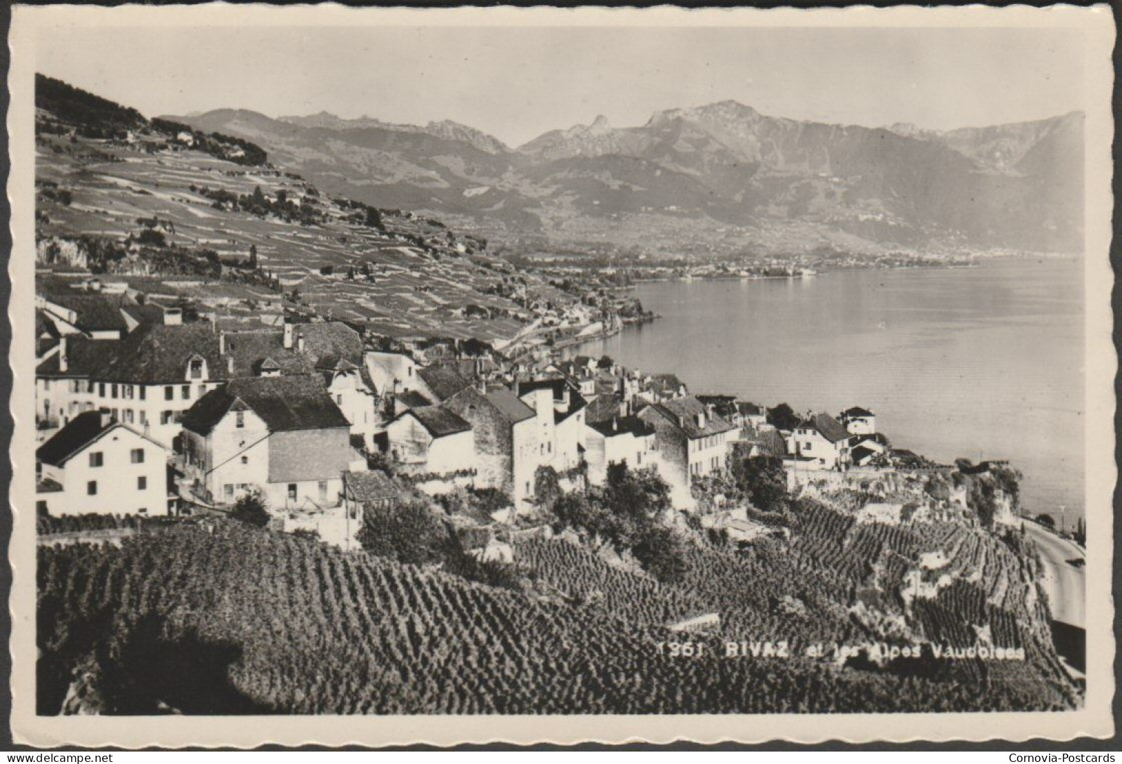 Rivaz Et Les Alpes Vaudoises, C.1950s - Romande Photo CPSM - Rivaz