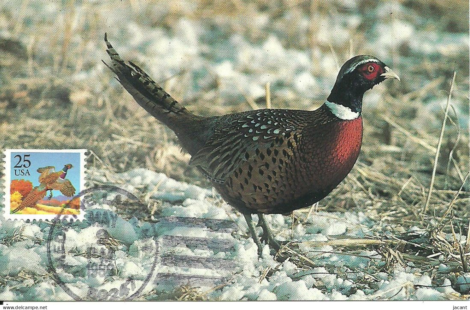 Carte Maximum - Oiseaux - Etats Unis USA - Faisão Comum - Faisan à Collier - Ring Necked Pheasant - Phasianus Colchicus - Cartoline Maximum