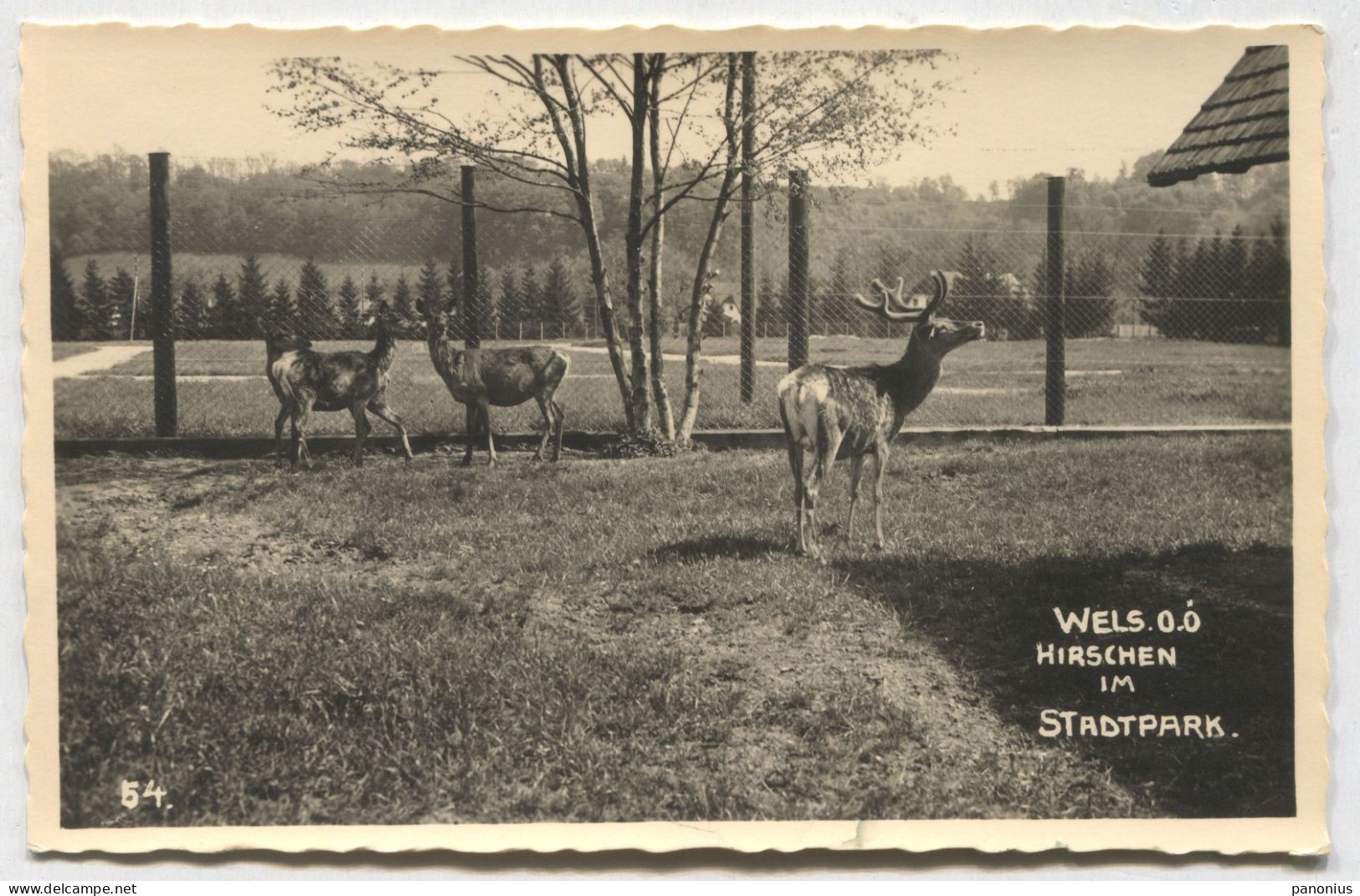 Wels Austria, ZOO Zoological Garden, Year 1938 - Wels