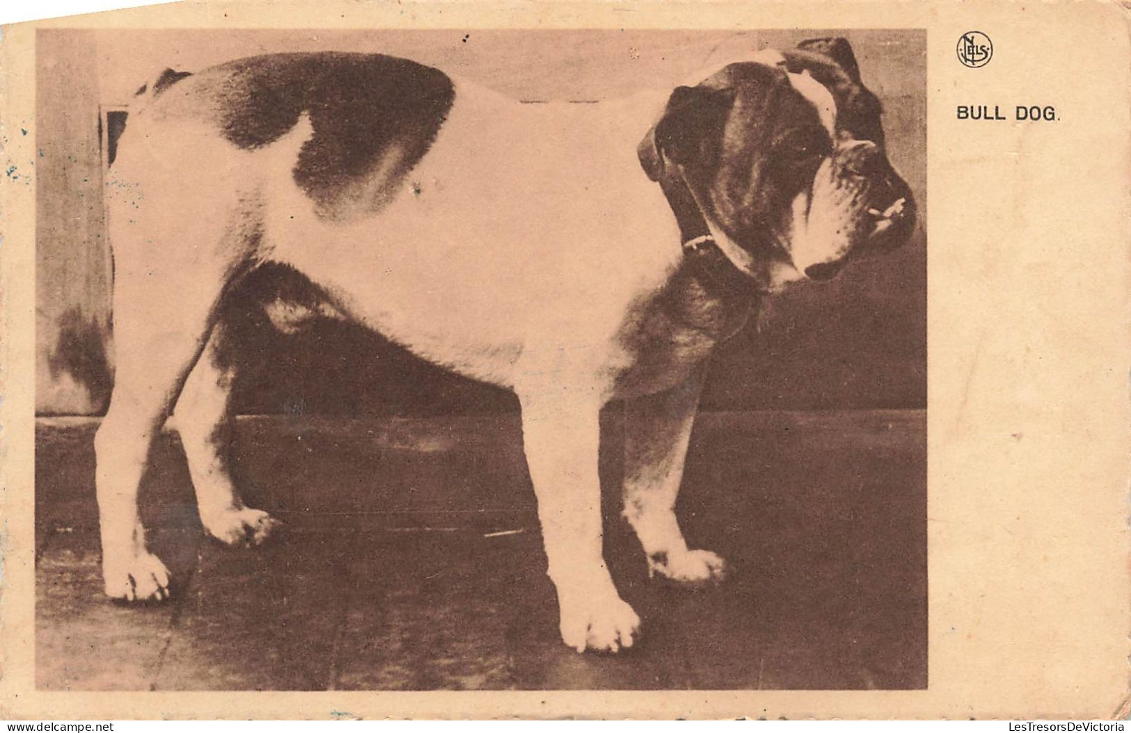 ANIMAL - Chien - Bull Dog - Edit Nels - Carte Postale Ancienne - Chiens