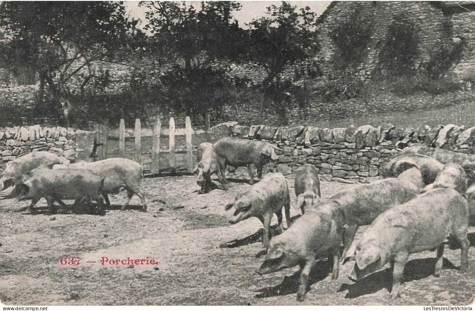 ANIMAUX - FAUNE - Porcherie - Cochons - Carte Postale Ancienne - Cochons