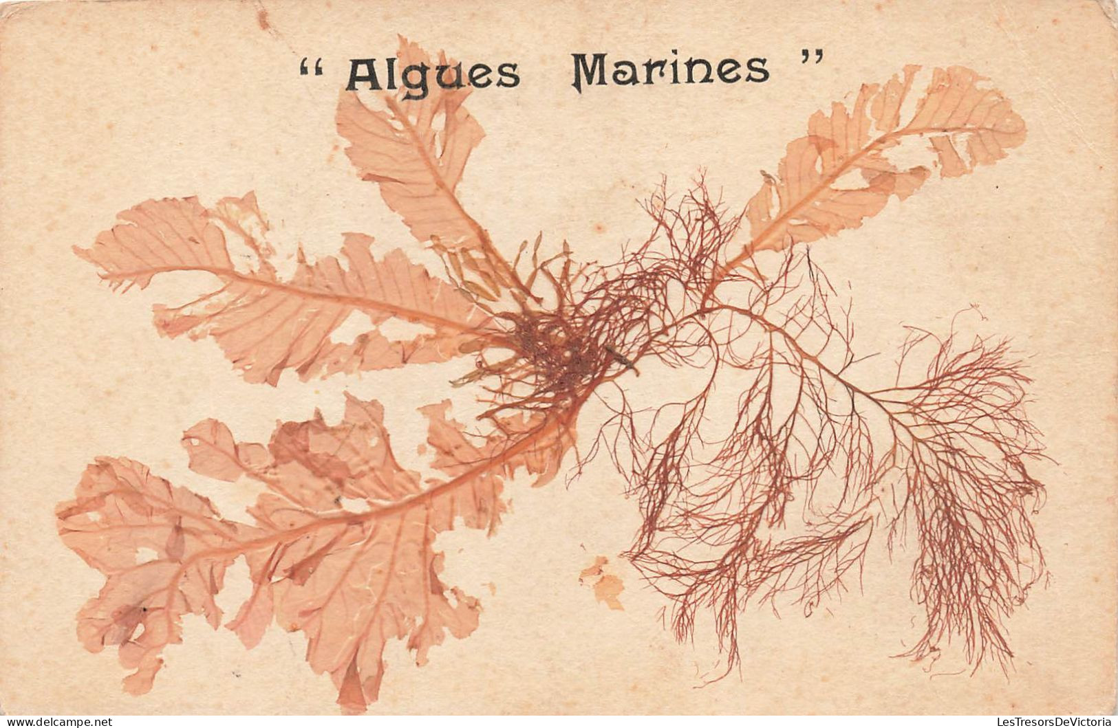 FLEURS PLANTES ARBRES - Plante Médicinale - Algues Marines - Carte Postale Ancienne - Piante Medicinali