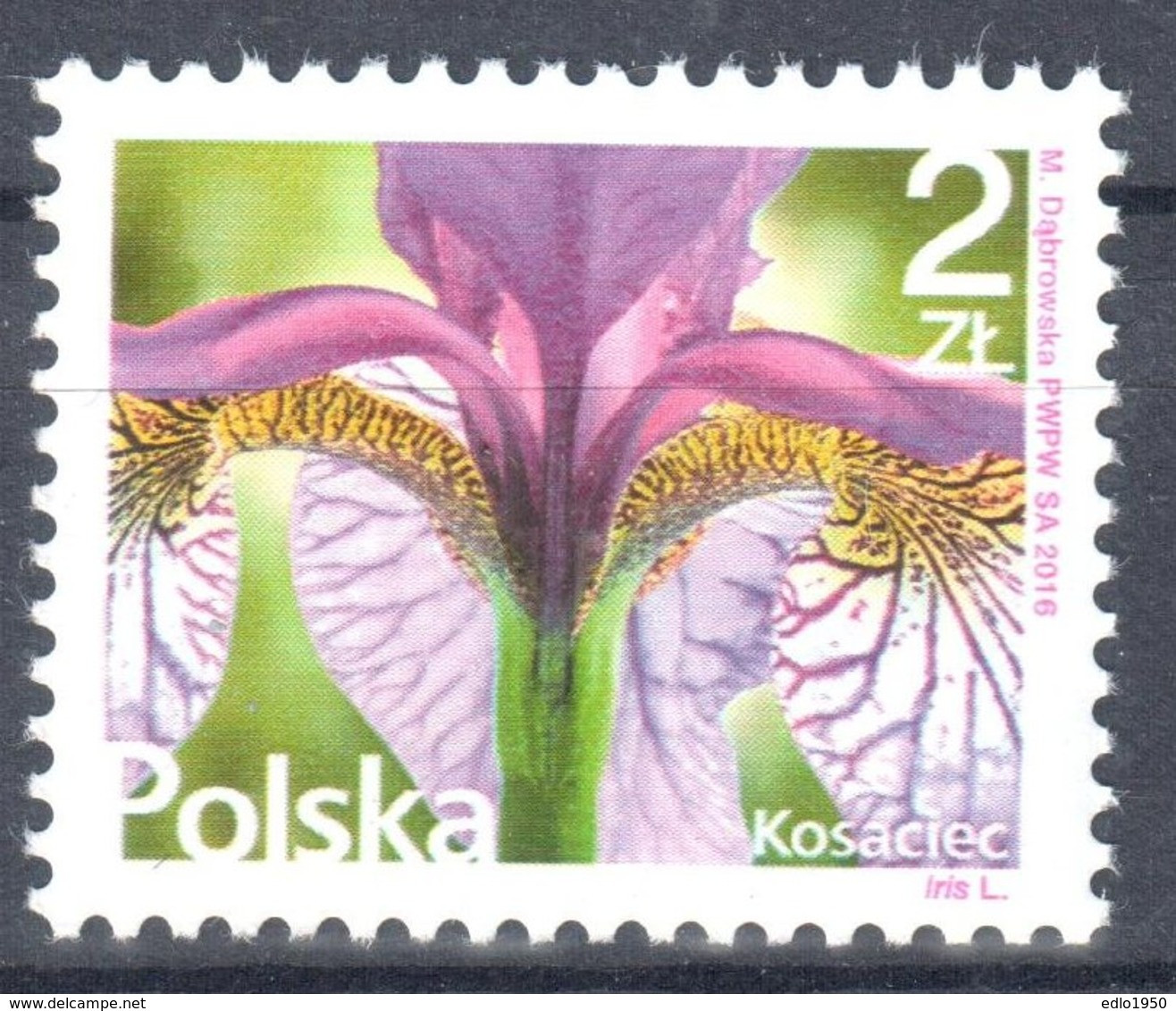 Poland  2016 - Flower - Irises - Mi.4856 - MNH(**) - Nuovi