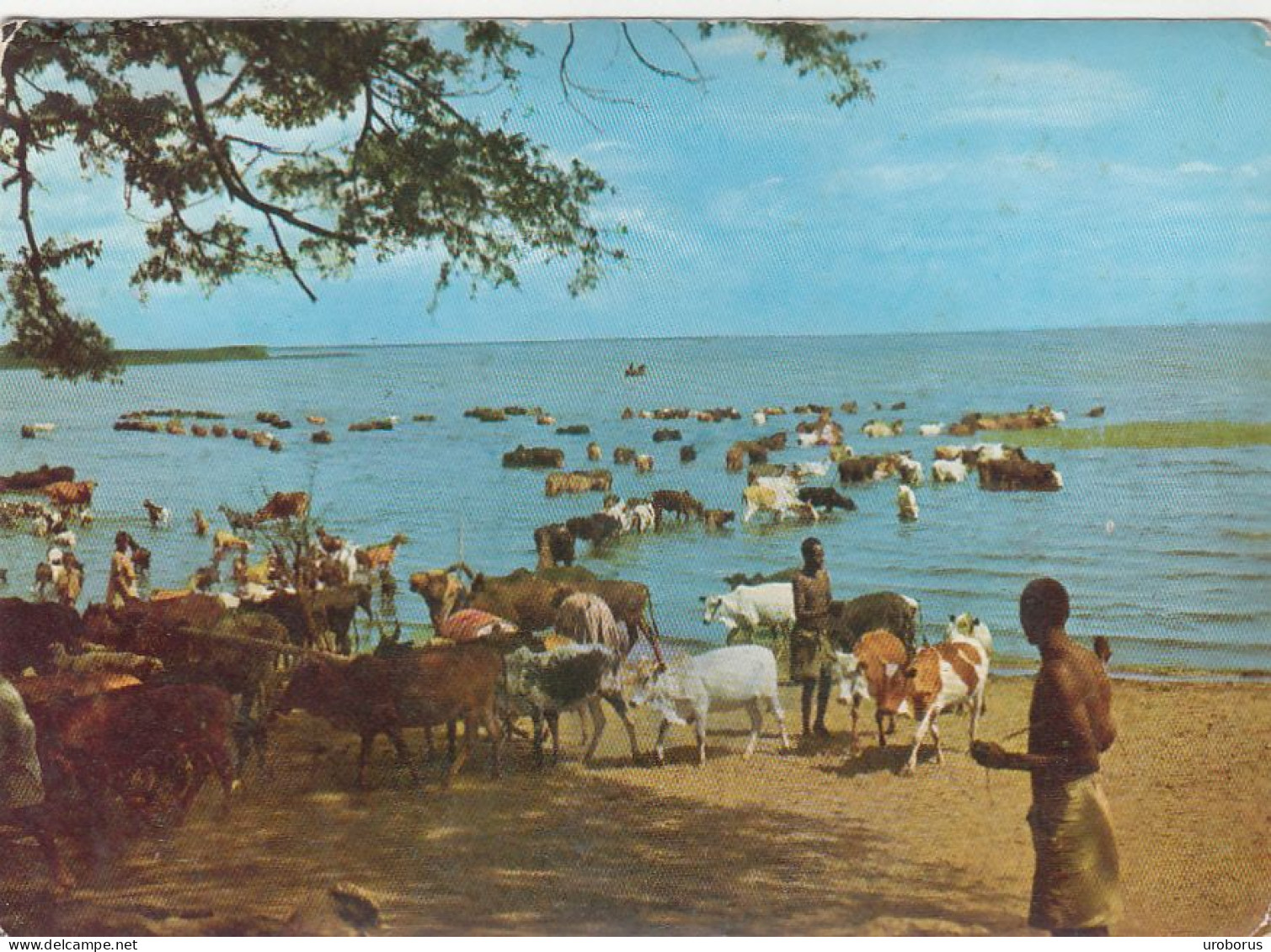 ETHIOPIA - Zwai Lake - Cattle - Ethiopie