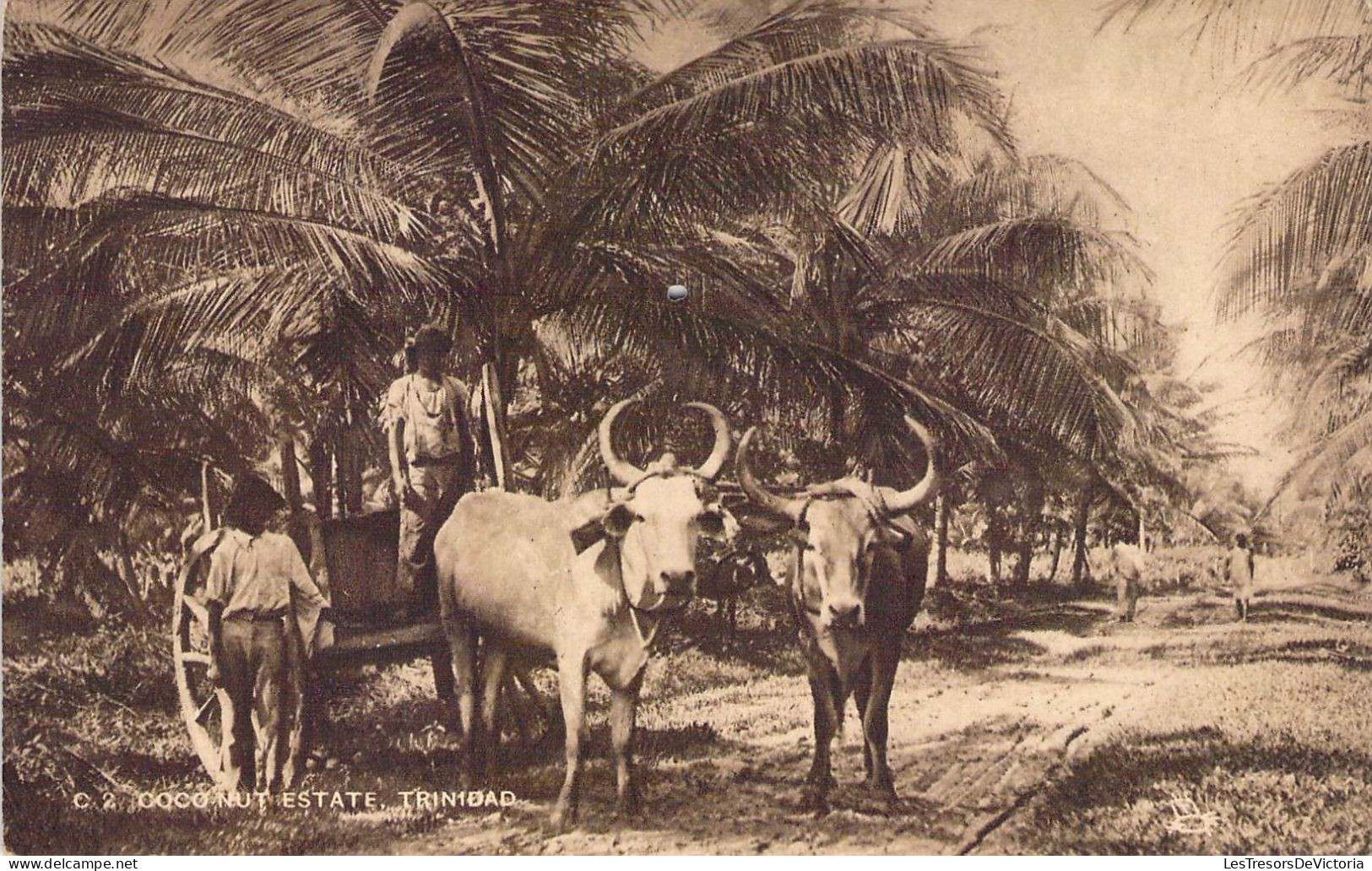 Trinidad - Coco Nut Estate - Attelage De Boeufs - Animé - Cocotiers - Carte Postale Ancienne - Trinidad