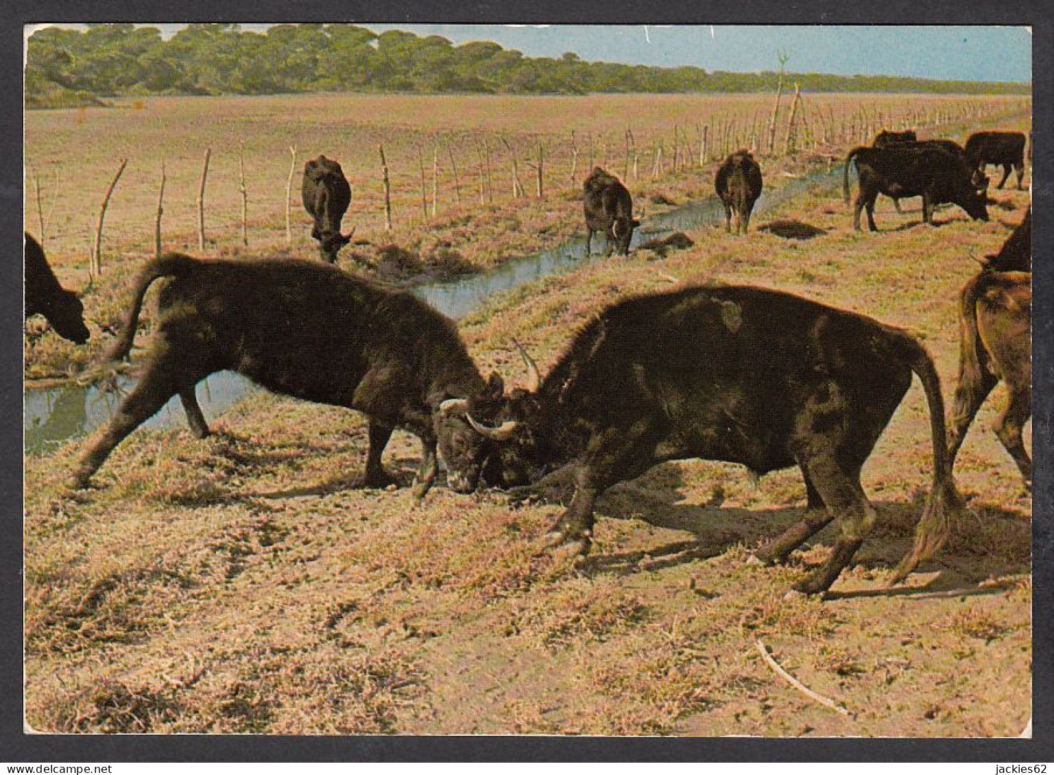 065966/ Taureaux De Combat En Camargue - Stieren