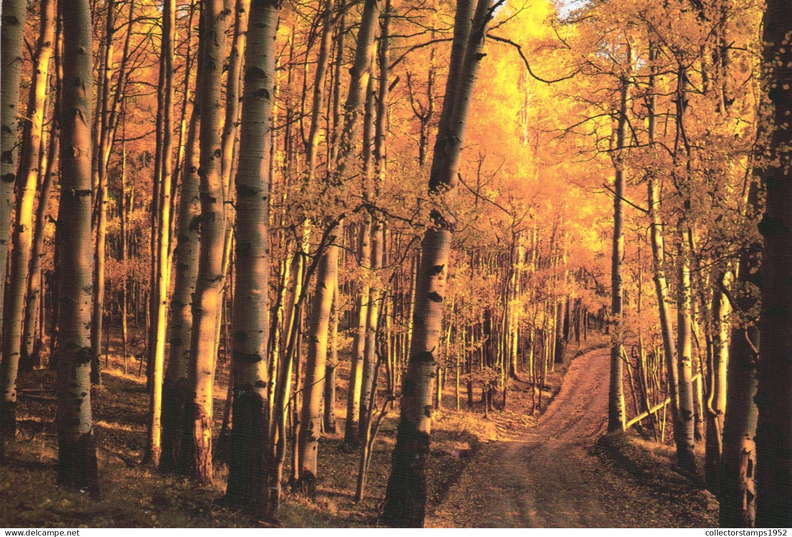 COLORADO, TELLURIDE, ASPEN TREES, UNITED STATES - Autres & Non Classés