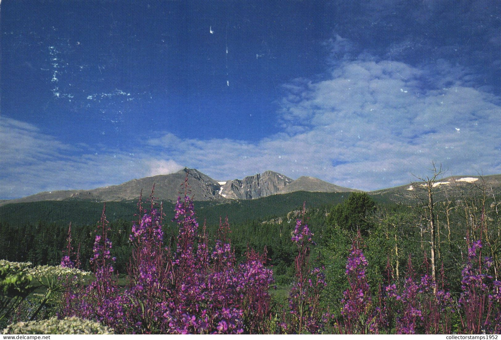 COLORADO, FIREWEED, LONGS PEAK, FIELD OF FLOWERS, MOUNTAIN, UNITED STATES - Autres & Non Classés