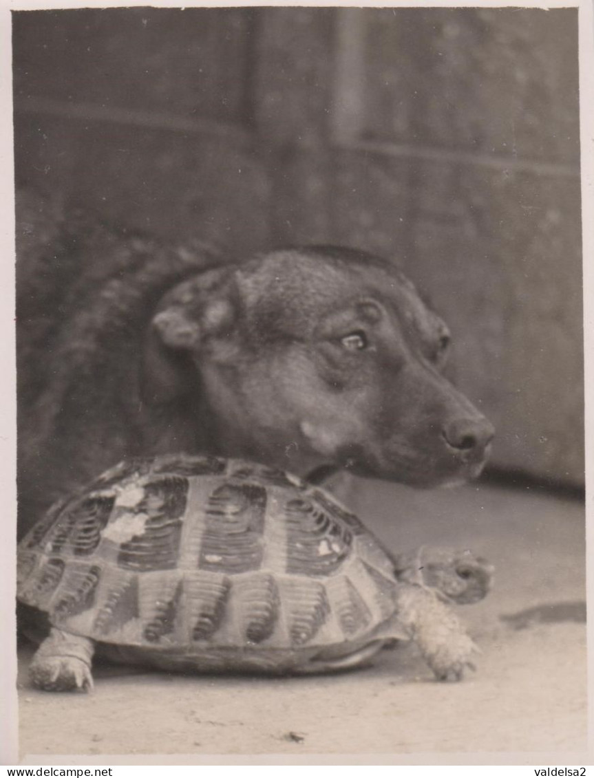 TARTARUGA / TARTARUGHE / TESTUGGINE / TORTUGA / TURTLE / TORTUE - FOTOGRAFIA INSIEME A UN CANE N,1 - Tortues