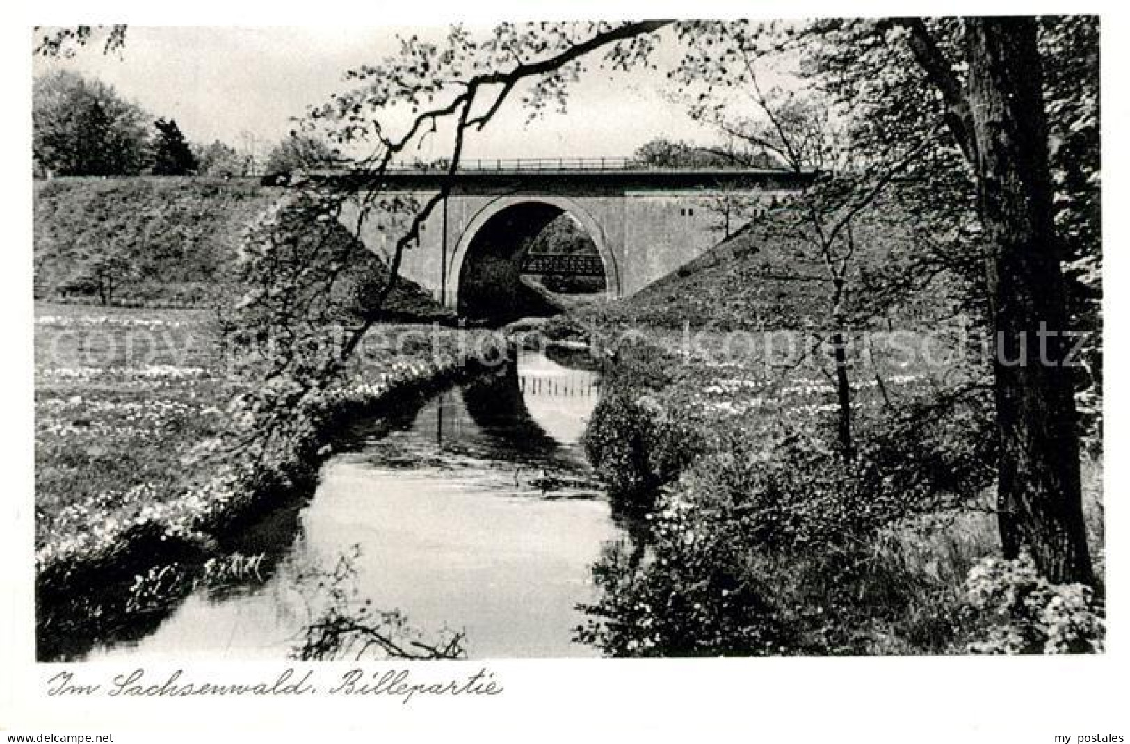 43109998 Geesthacht Elbe Billepartie Im Sachsenwald Natur Geesthacht - Geesthacht