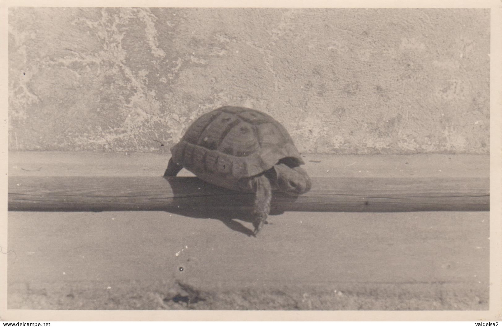 TARTARUGA / TARTARUGHE / TESTUGGINE / TORTUGA / TURTLE / TORTUE - FOTOGRAFIA N.2 - Schildkröten