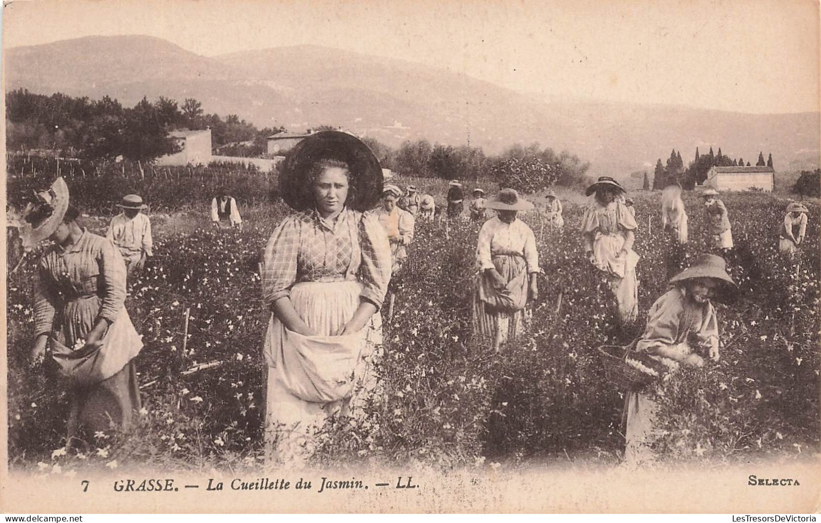 FRANCE - Grasse - La Cueillette Du Jasmin - LL - Carte Postale Ancienne - Grasse