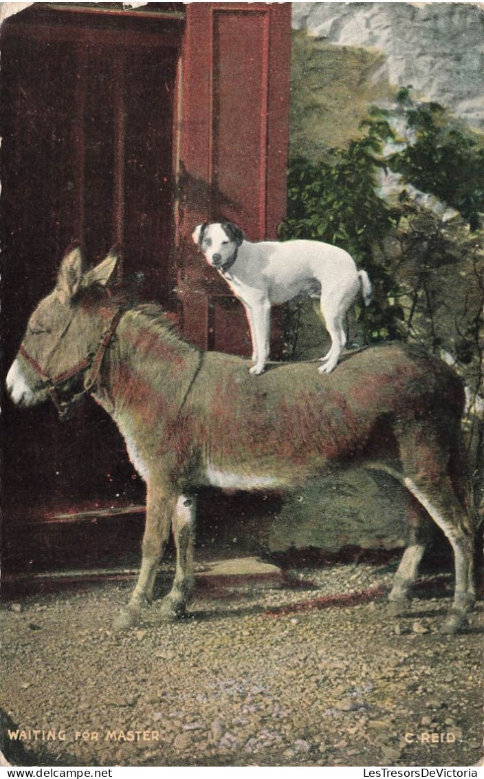 ANIMAUX - Un Chien Sur Le Dos D'un âne - Colorisé - Carte Postale Ancienne - Hunde