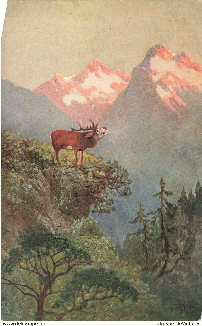 ANIMAL - Caribou - Montagne - Forêt - Carte Postale - Autres & Non Classés