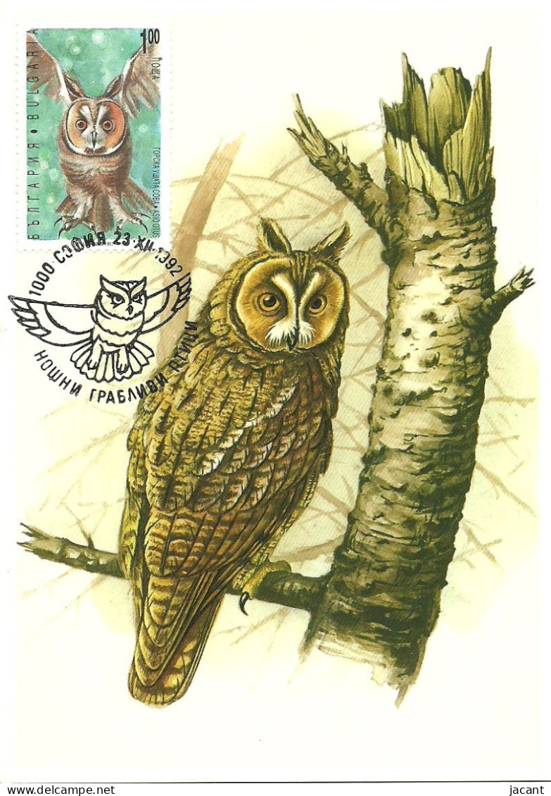 Carte Maximum - Oiseaux - Bulgarie - Bufo Pequeno Coruja - Hibou Moyen-duc - Long-eared Owl - Asio Otus - Storia Postale