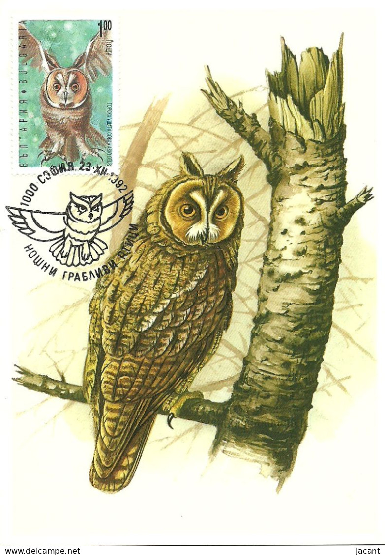 Carte Maximum - Oiseaux - Bulgarie - Bufo Pequeno Coruja - Hibou Moyen-duc - Long-eared Owl - Asio Otus - Lettres & Documents