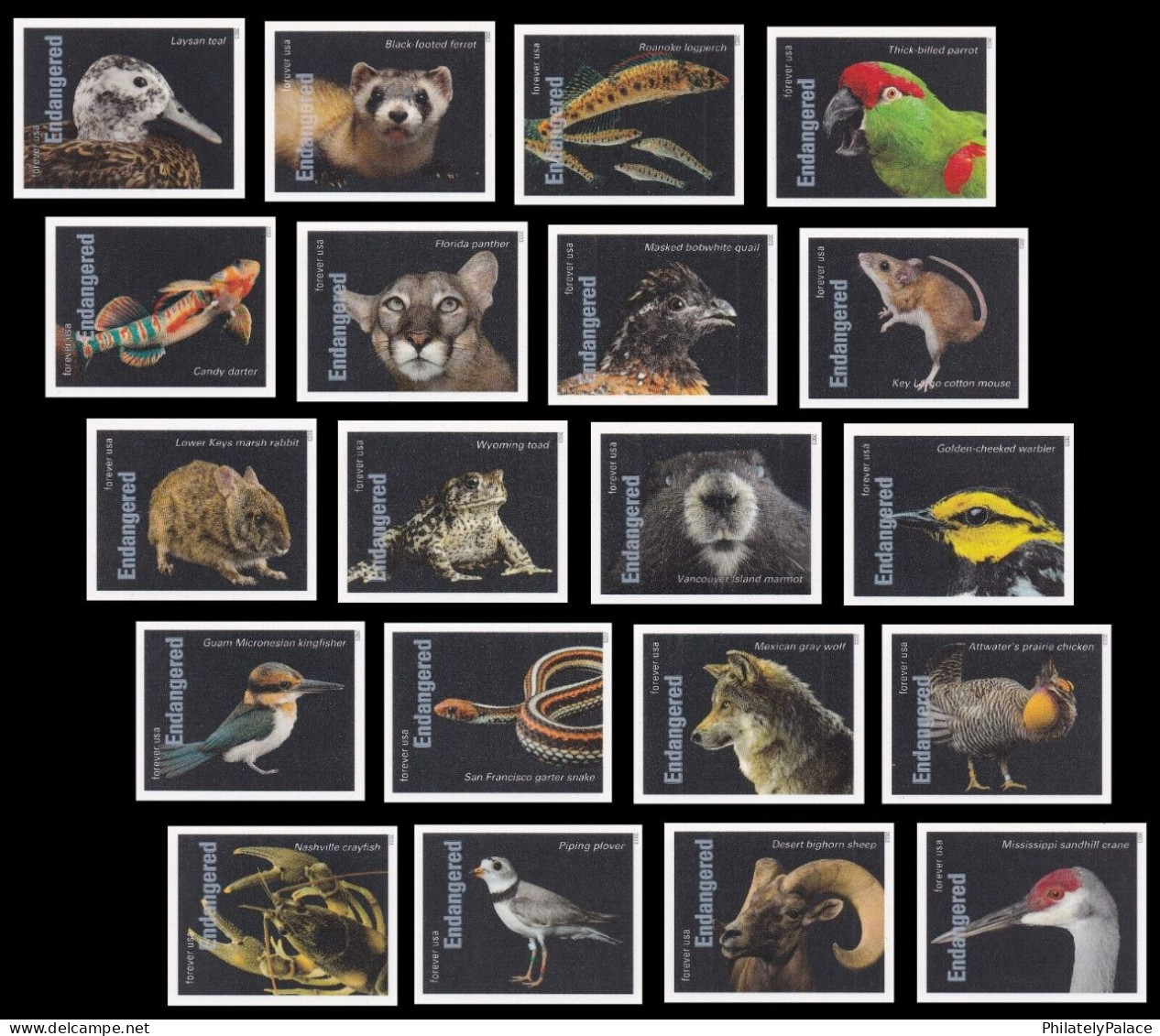 USA 2023 Endangered Species, Reptile,Snake,Fish,Parrot,Frog,Rat,Rabbit,Bird,Panther,Wolf,Quail,20v Imperf MNH RARE - Unused Stamps