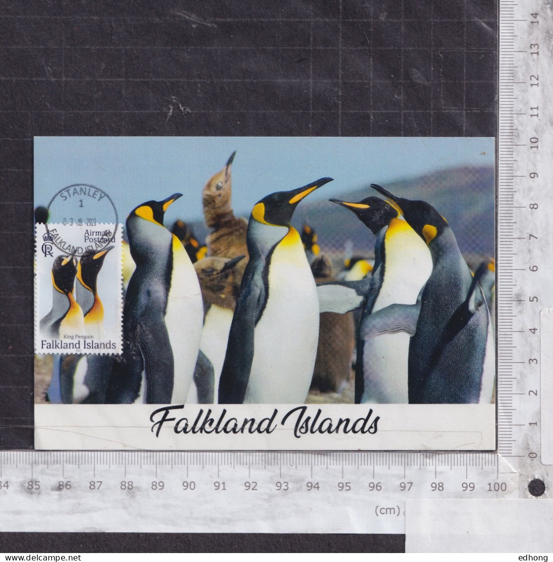 [Carte Maximum / Maximum Card / Maximumkarte] Falkland Islnds 2023 | King Penguins - Pingouins & Manchots