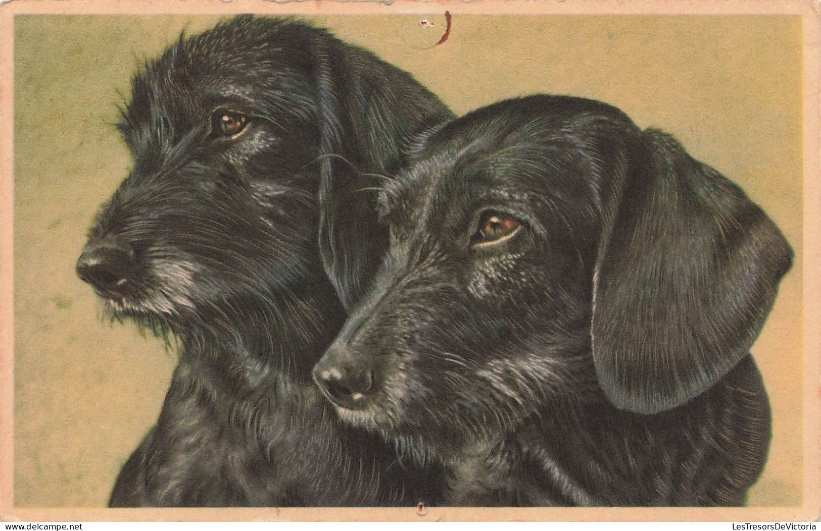 ANIMAUX & FAUNE - Chiens - Chiens Noirs - Carte Postale Ancienne - Chiens