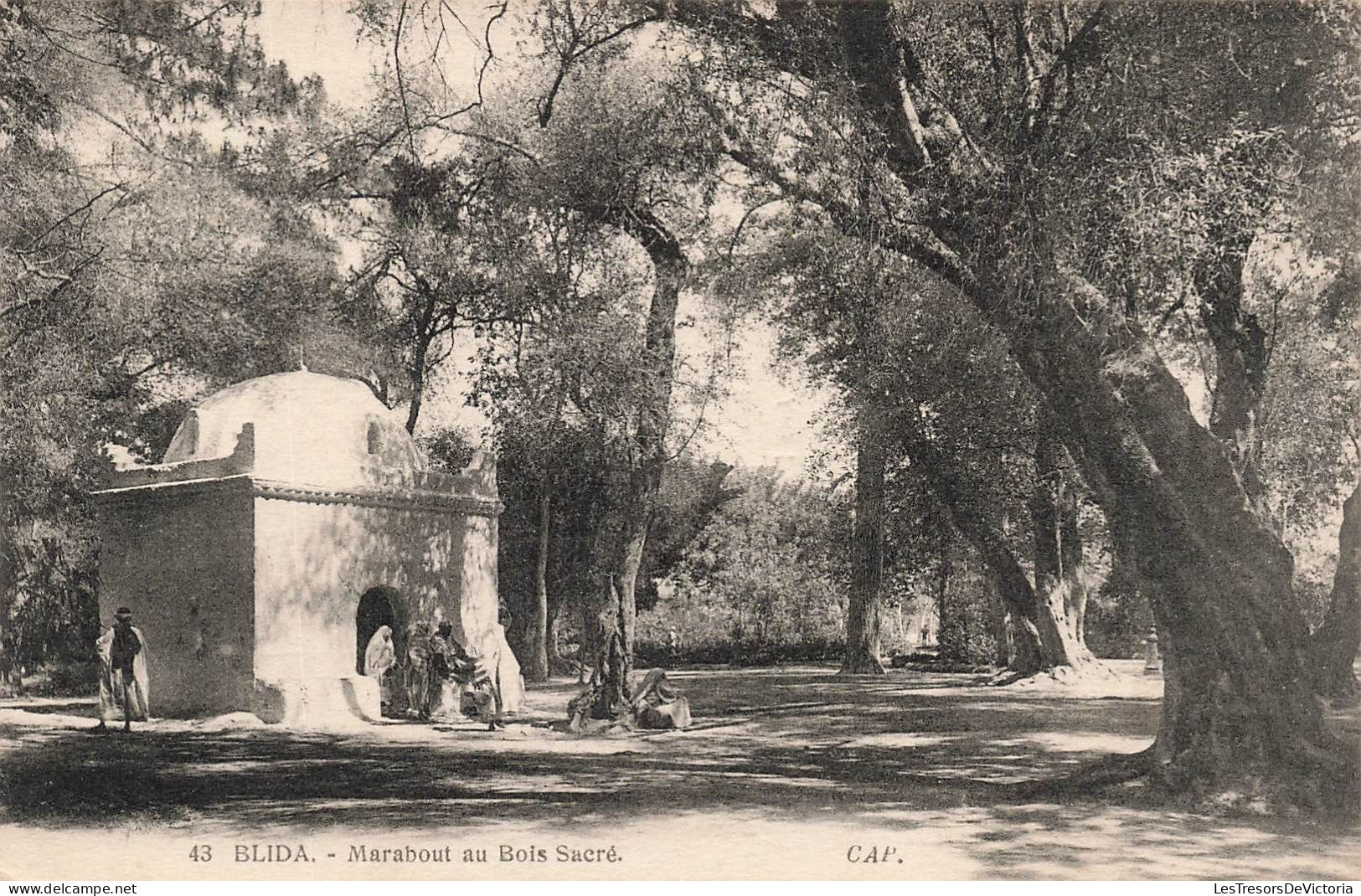 ALGERIE - Blida - Marabout Au Bois Sacré - Carte Postale Ancienne - Blida