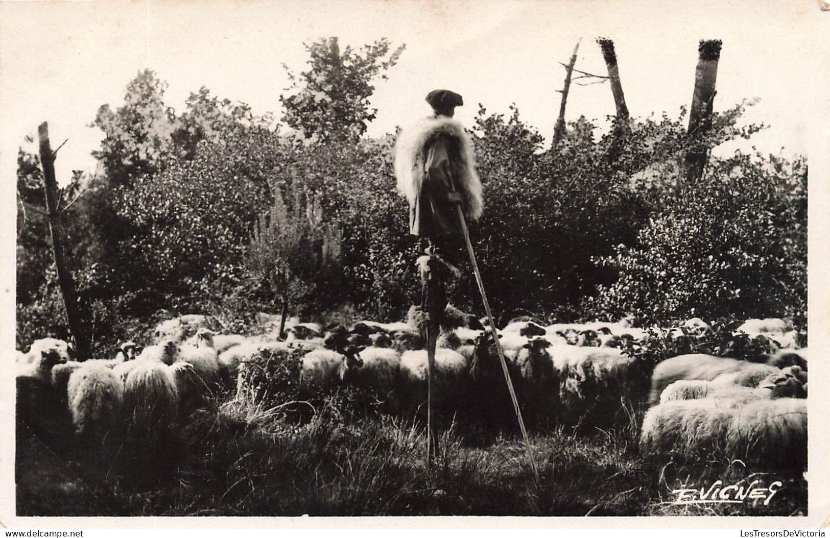 METIERS - Le Berger Avec Ses Troupeaux - Carte Postale Ancienne - Paysans