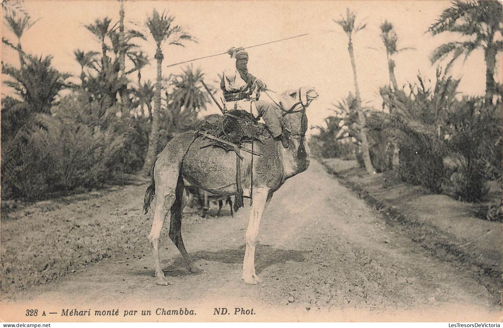 ALGERIE - Méhari Monté Par Un Chambba - Carte Postale Ancienne - Scènes & Types